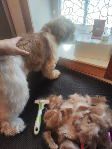 före före klippning