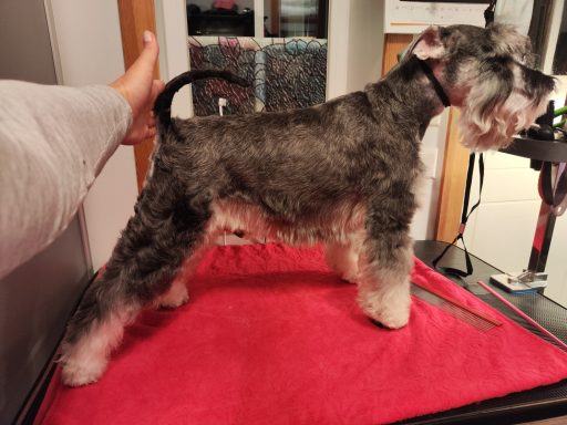 shaping schnauzer